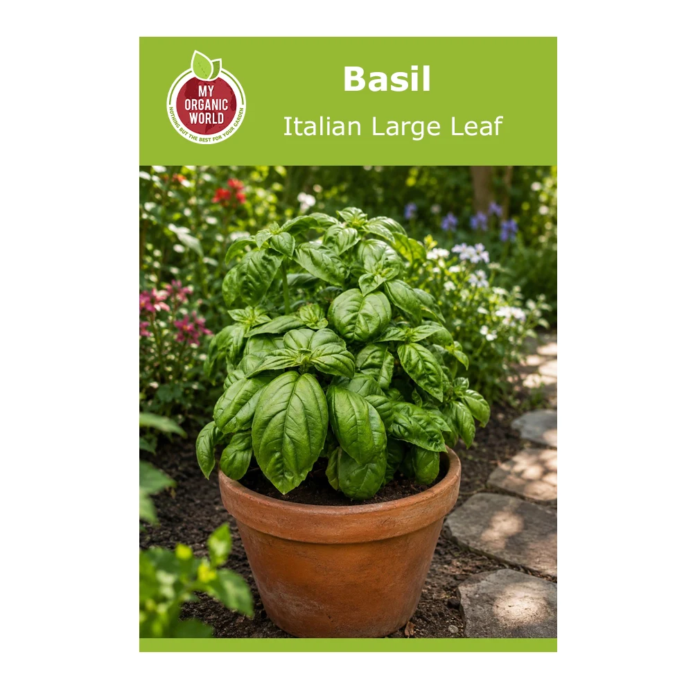 Italian Large Leaf Basil