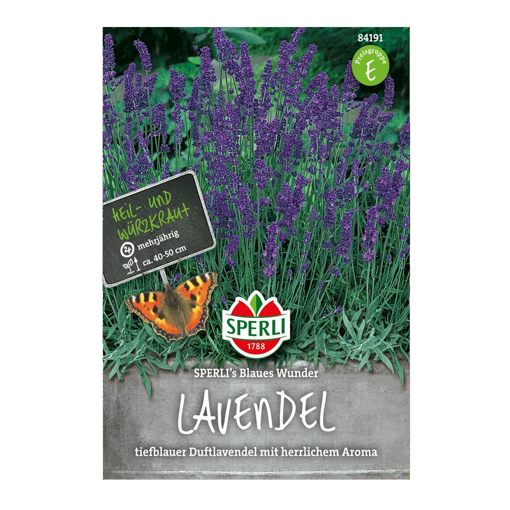 Lavandula Blaues Wunde