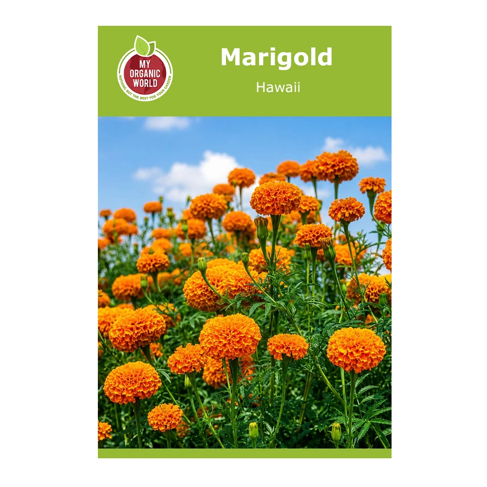 Marigold Hawaii Seeds