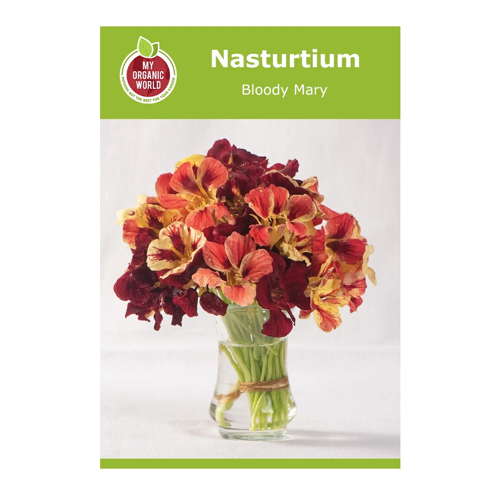 Nasturtium Bloody Mary 1 Nasturtium Bloody Mary
