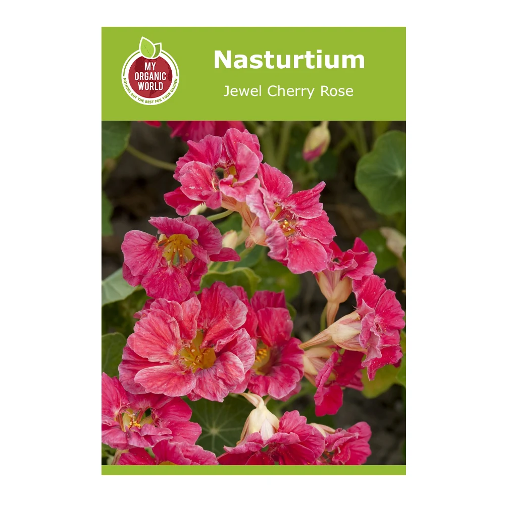 Nasturtium Jewel Cherry Rose 1 Nasturtium Jewel Cherry Rose