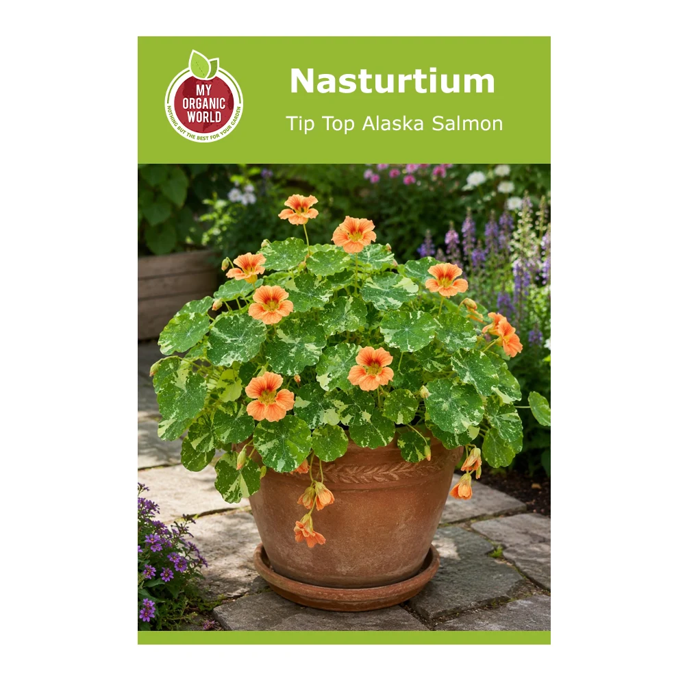 Nasturtium Tip Top Alaska Salmon 1 Nasturtium Tip Top Alaska Salmon