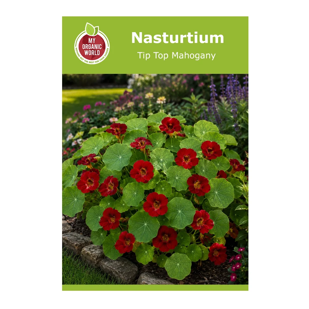 Nasturtium Tip Top Mahogany 1 Nasturtium Tip Top Mahogany