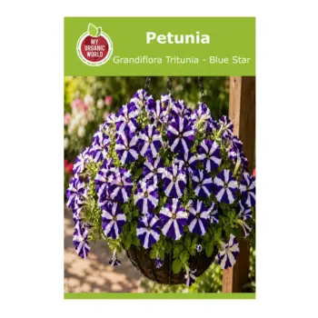 Petunia Grandiflora Tritunia Blue Star Seeds