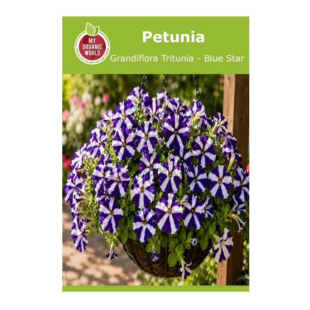 Petunia Grandiflora Tritunia Blue Star