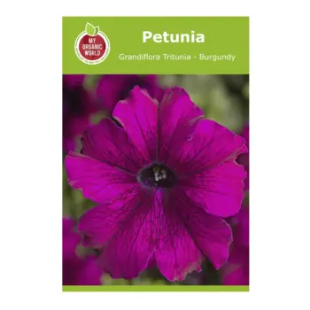 Petunia Grandiflora Tritunia Burgundy Seeds