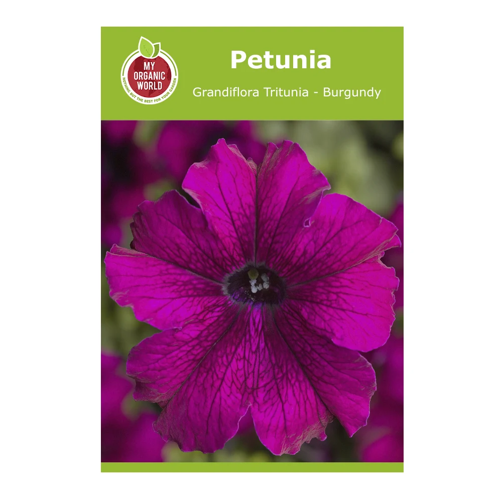 Petunia Grandiflora Tritunia Burgundy 1 Petunia Grandiflora Tritunia Burgundy