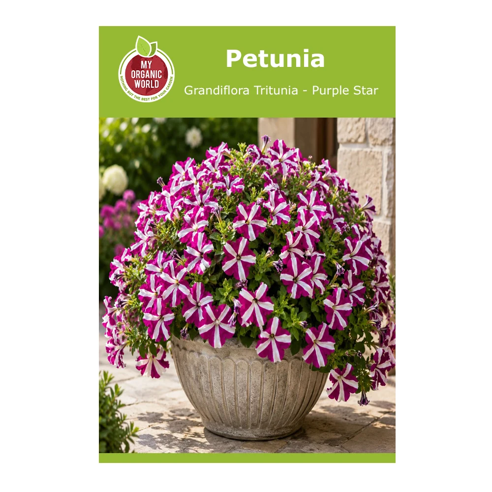 Petunia Grandiflora Tritunia Purple Star 1 Petunia Grandiflora Tritunia Purple Star