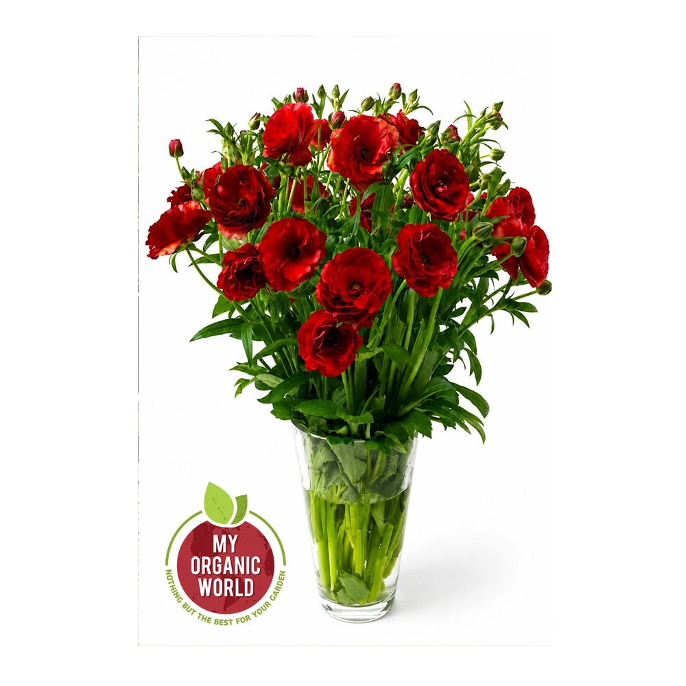 Ranunculus Butterfly Hades®