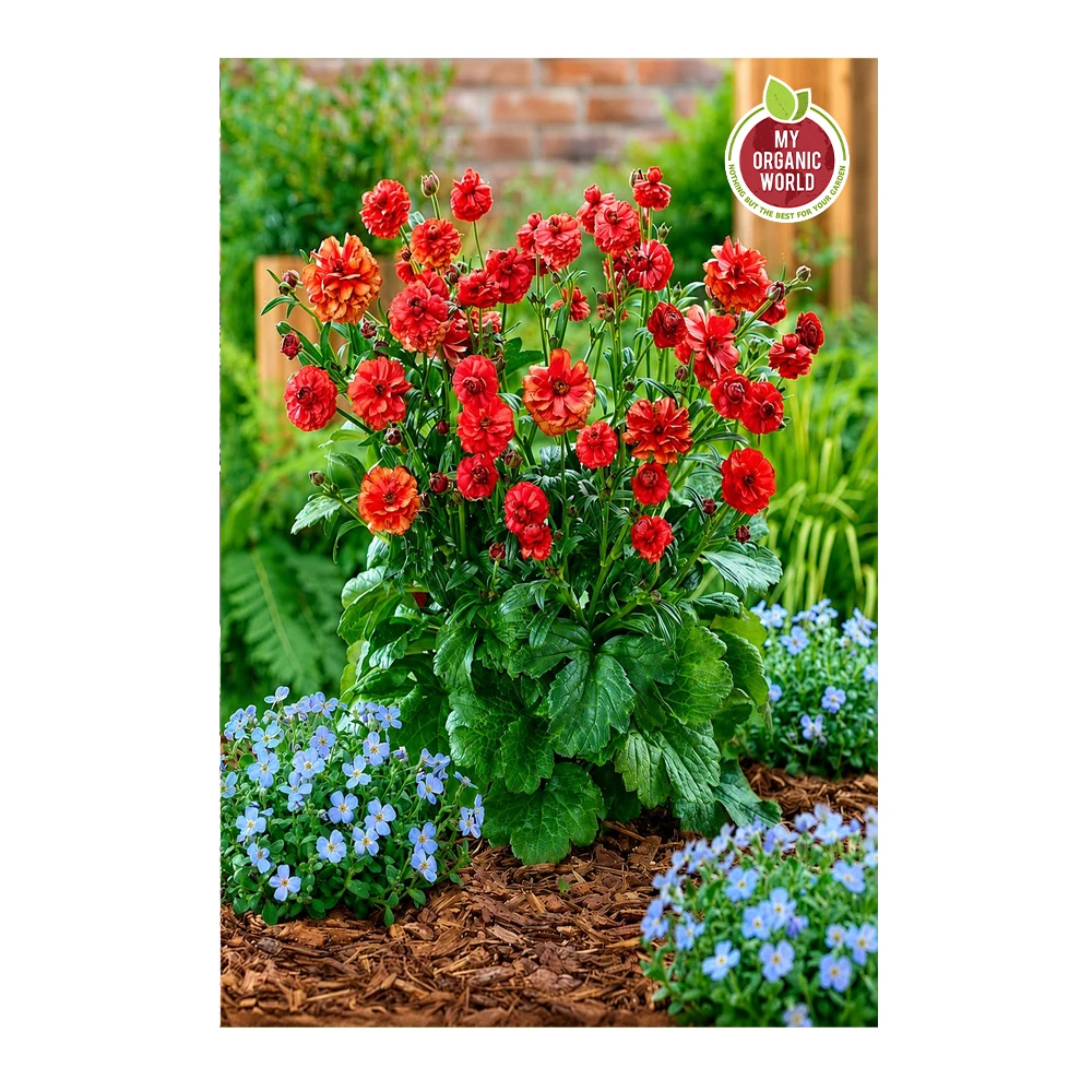 Ranunculus Butterfly Hades®