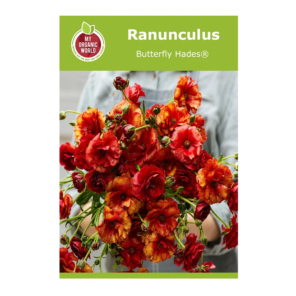 Ranunculus Butterfly Hades®