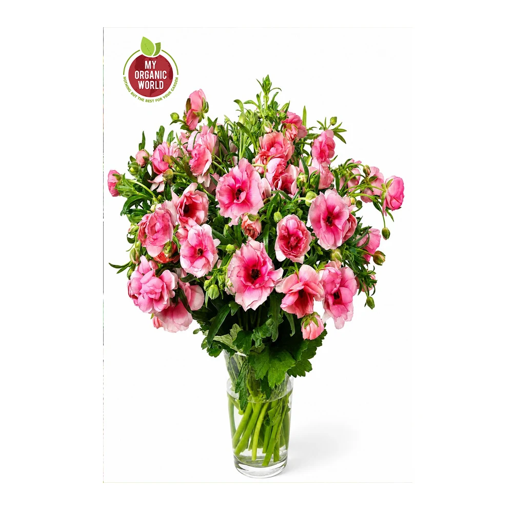 Ranunculus Butterfly Hera®