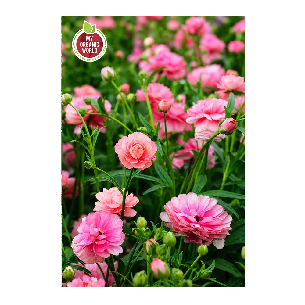 Ranunculus Butterfly Hera®