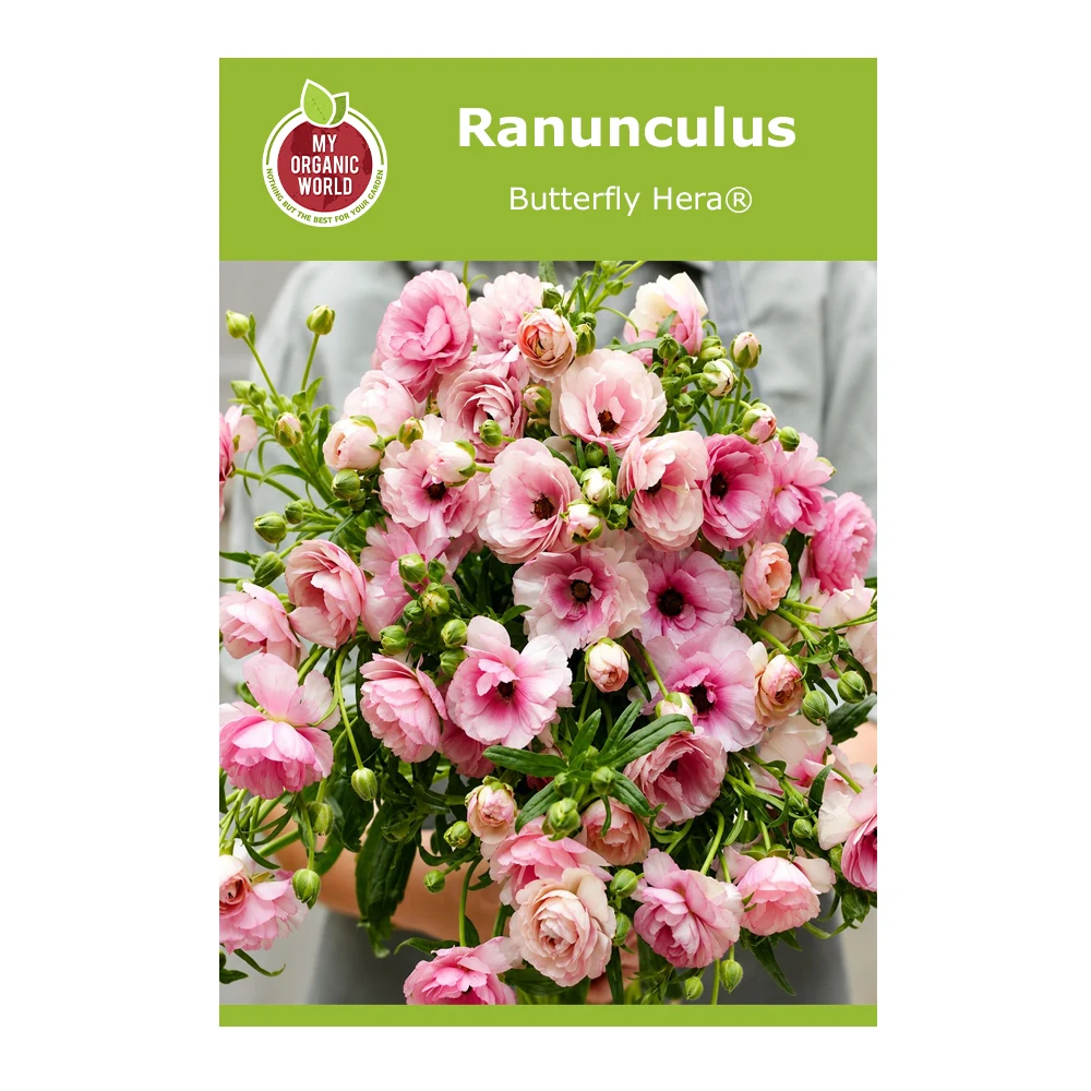 Ranunculus Butterfly Hera®