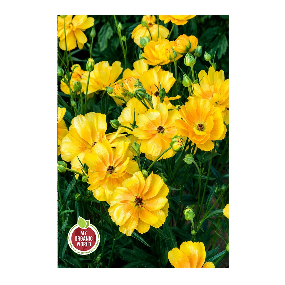 Ranunculus Butterfly Minerva®