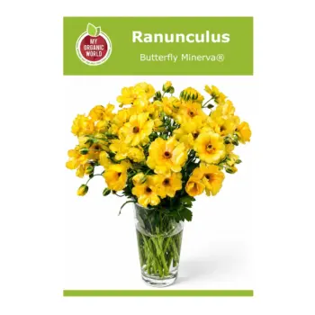 Ranunculus Butterfly Minerva® Bulbs
