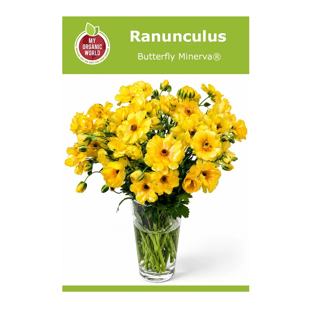 Ranunculus Butterfly Minerva® Bulbs