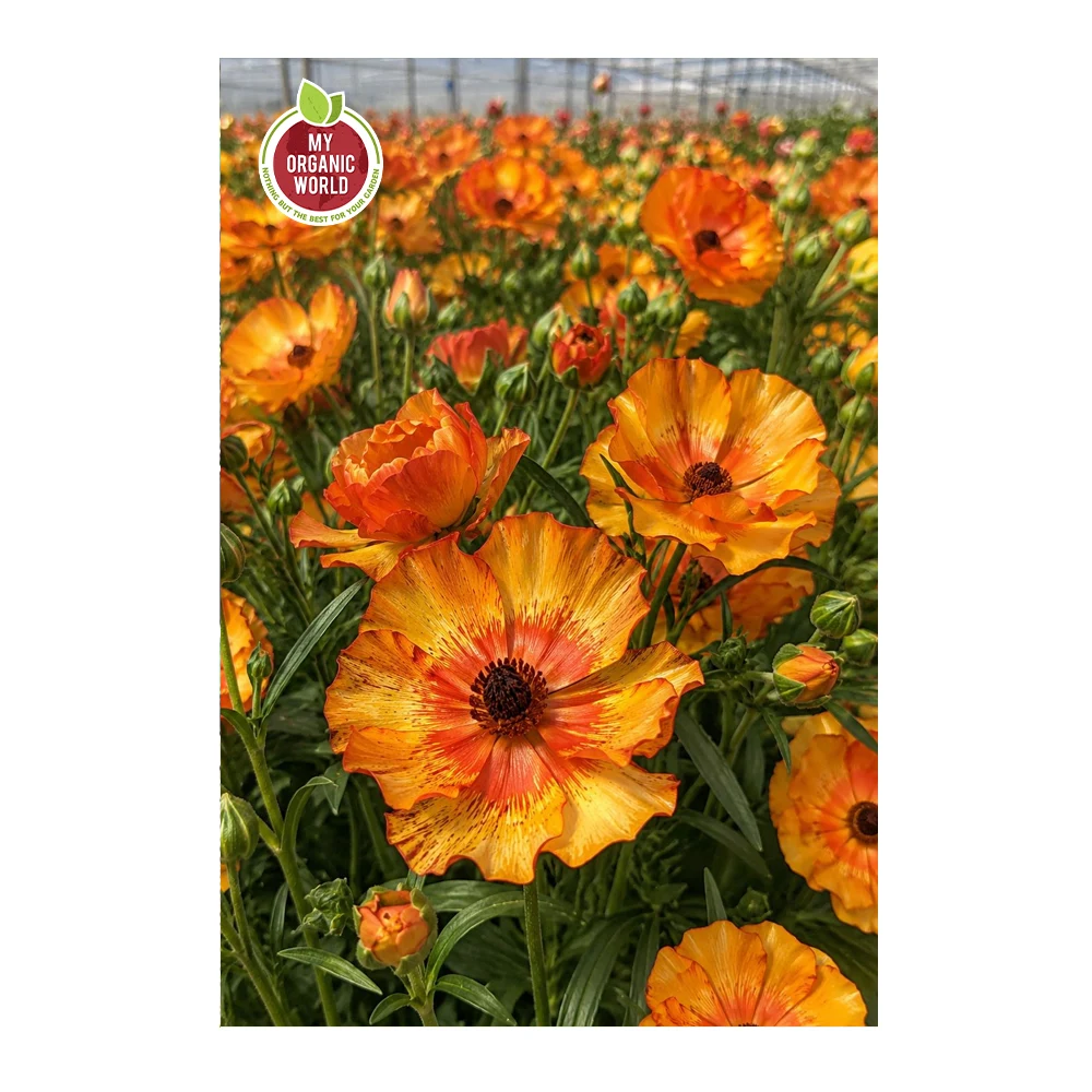 Ranunculus Butterfly Minoan®