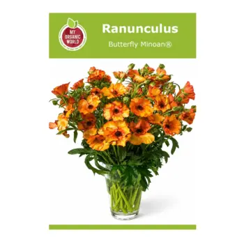 Ranunculus Butterfly Minoan® Bulbs