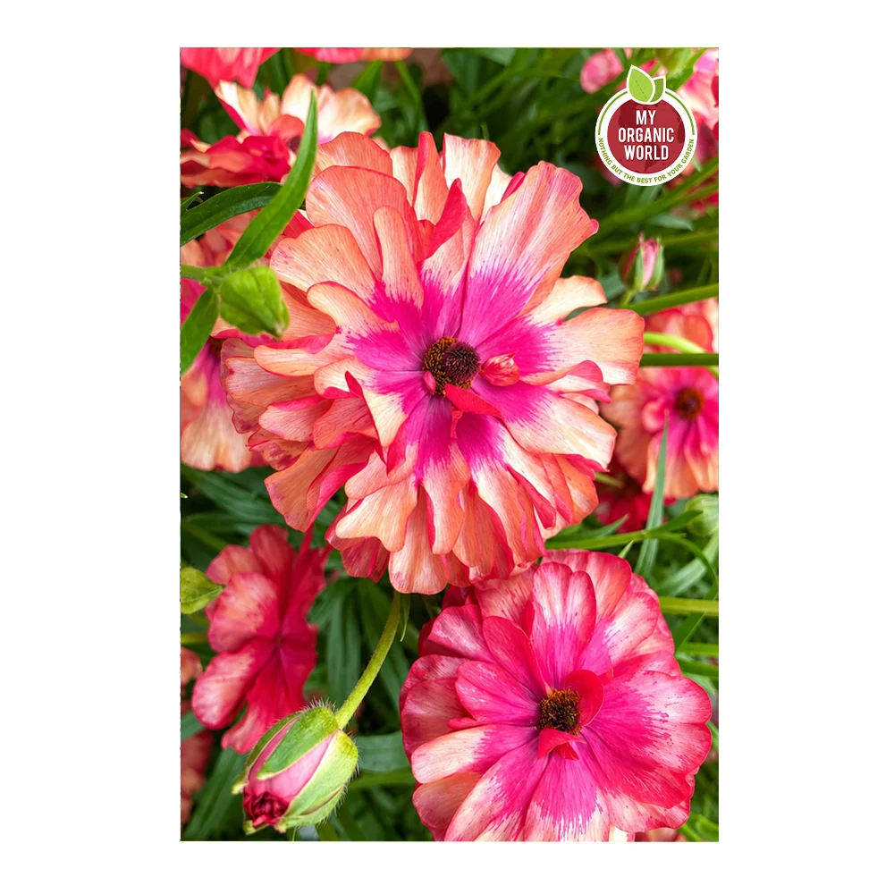 Ranunculus Butterfly Musa®
