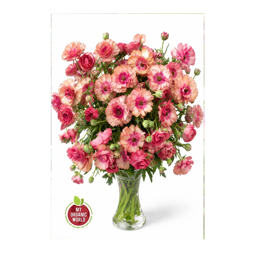 Ranunculus Butterfly Musa®