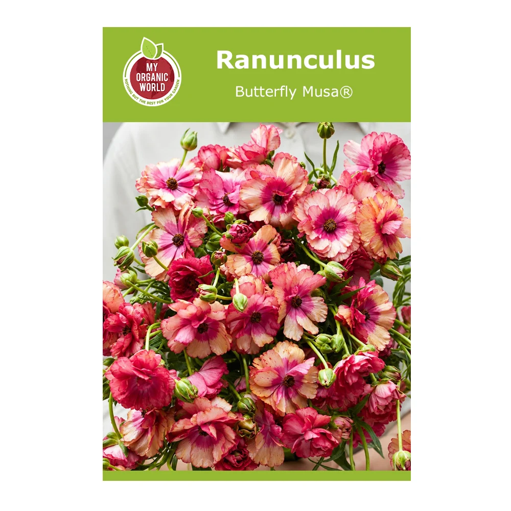 Ranunculus Butterfly Musa®
