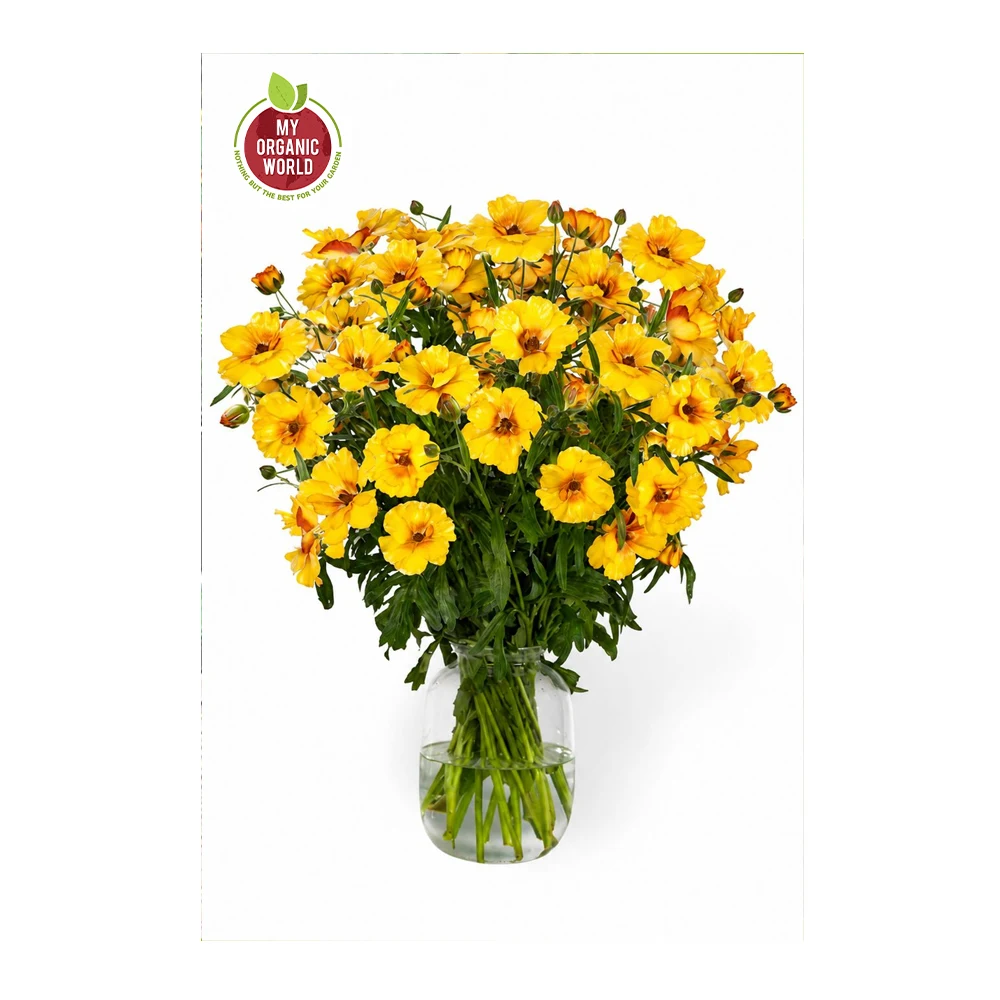 Ranunculus Butterfly Satyros®