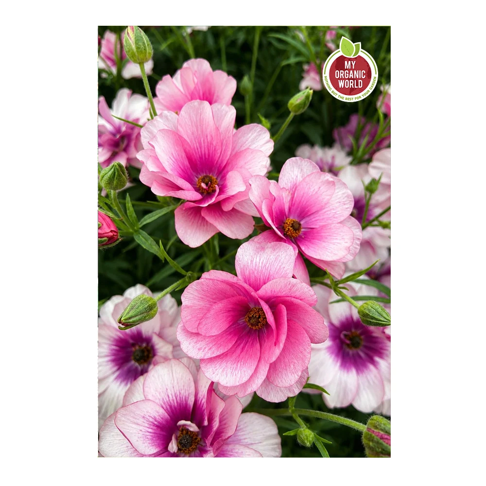 Ranunculus Butterfly Thiva®