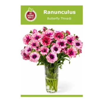Ranunculus Butterfly Thiva® Bulbs