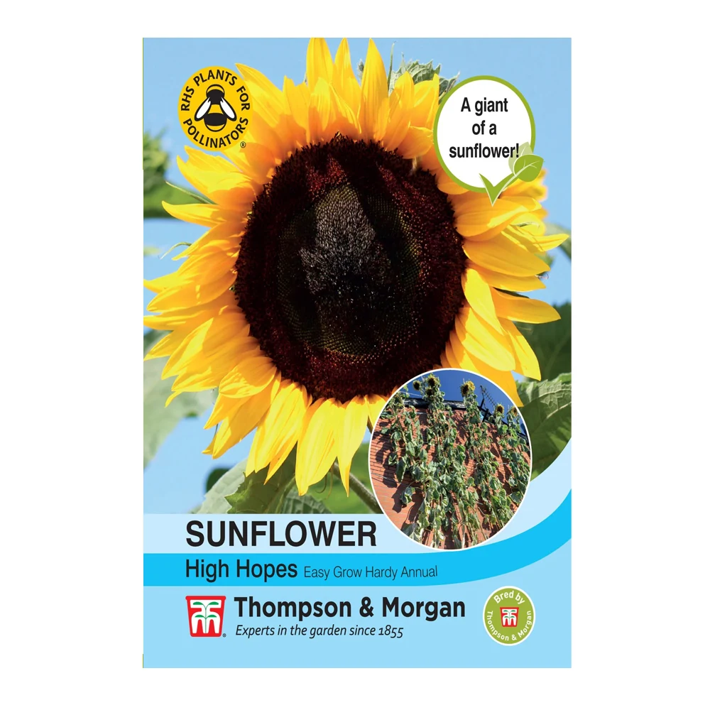 Sunflower High Hopes