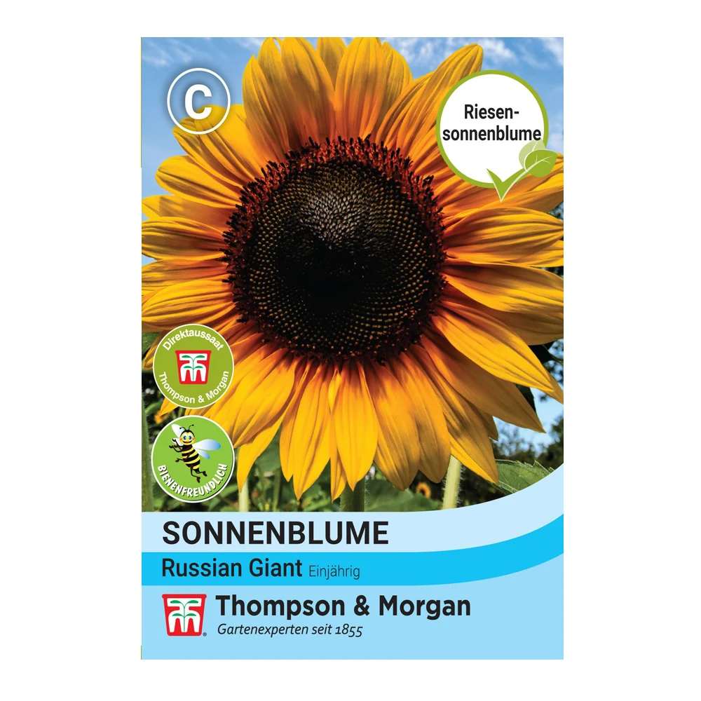 Sunflower Russian Giant