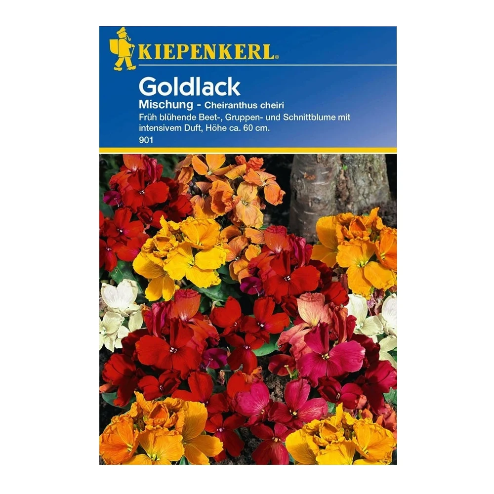Wallflower Goldlack Mix 1 Wallflower Goldlack Mix