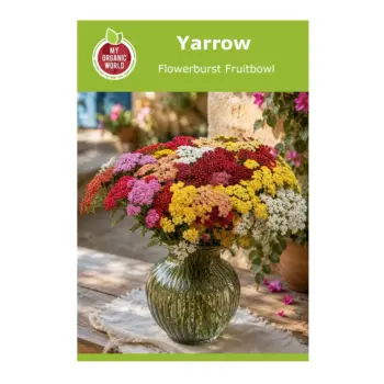 Yarrow Flowerburst Fruitbowl Seeds
