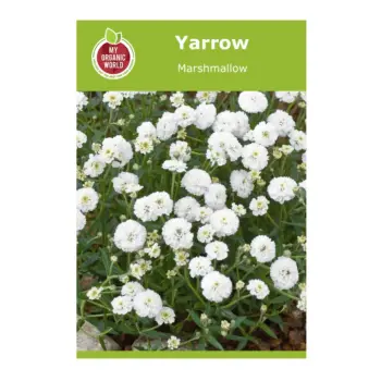 Yarrow Marshmallow Seeds
