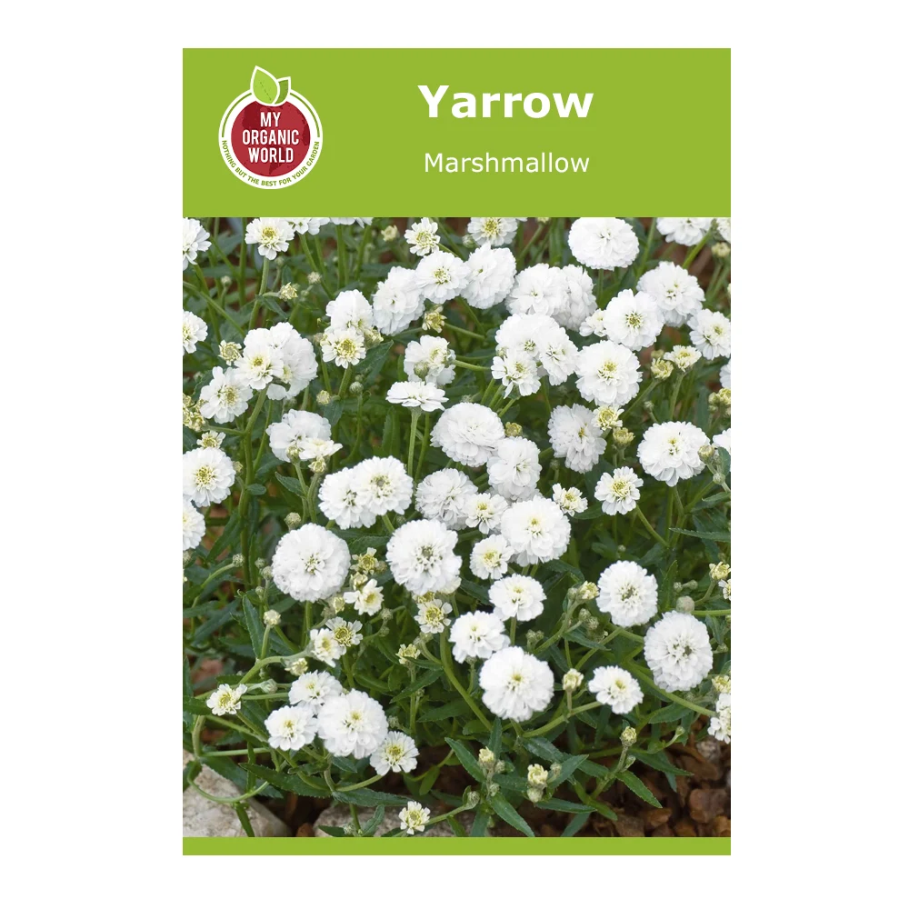 Yarrow Marshmallow