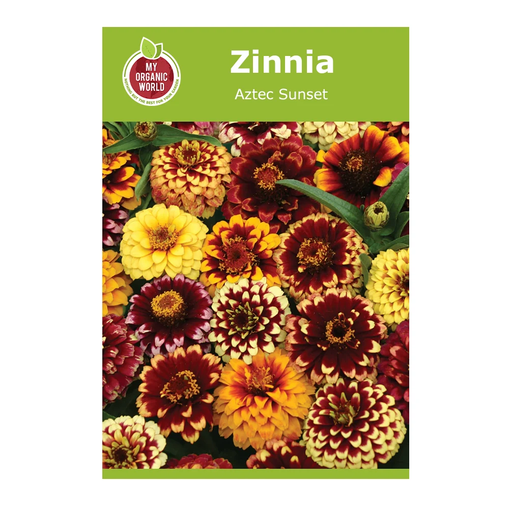 Zinnia Aztec Sunset