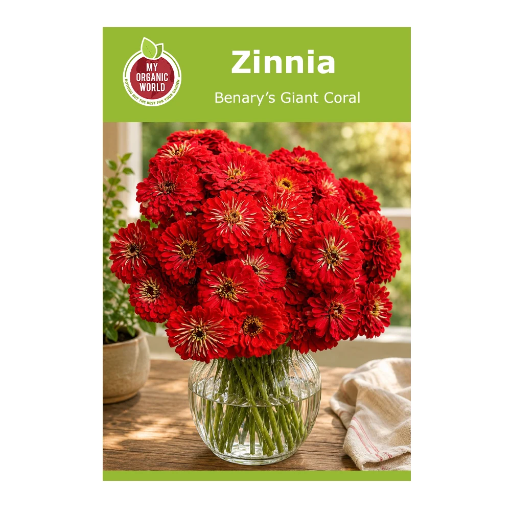 Zinnia Benary’s Giant Coral