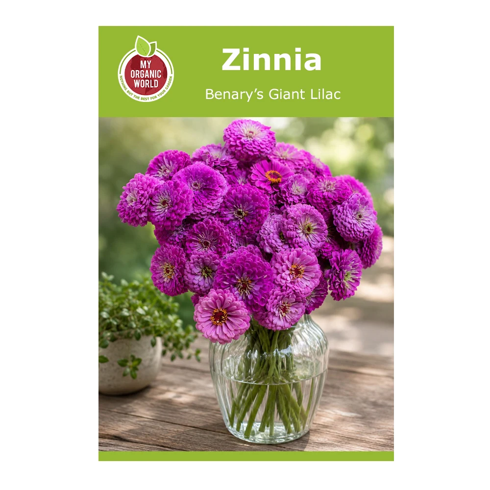 Zinnia Benary’s Giant Lilac