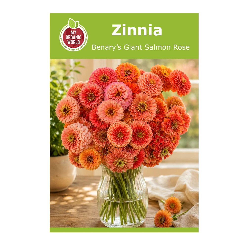 Zinnia Benary’s Giant Salmon Rose