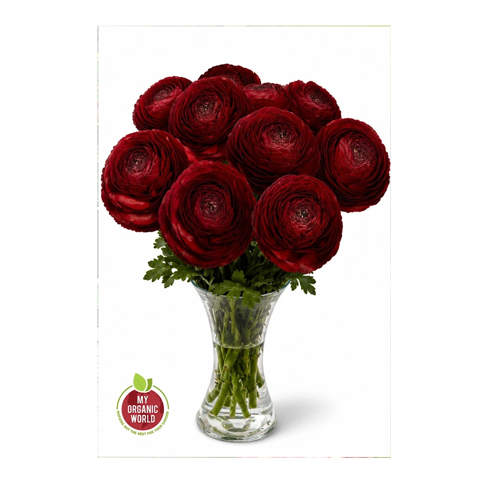 Ranunculus Romance Get Lucky®