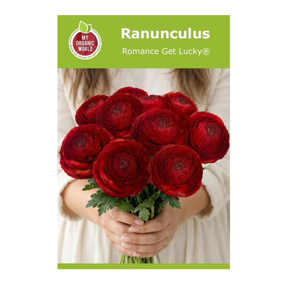 Ranunculus Romance Get Lucky® 1 Ranunculus Romance Get Lucky®