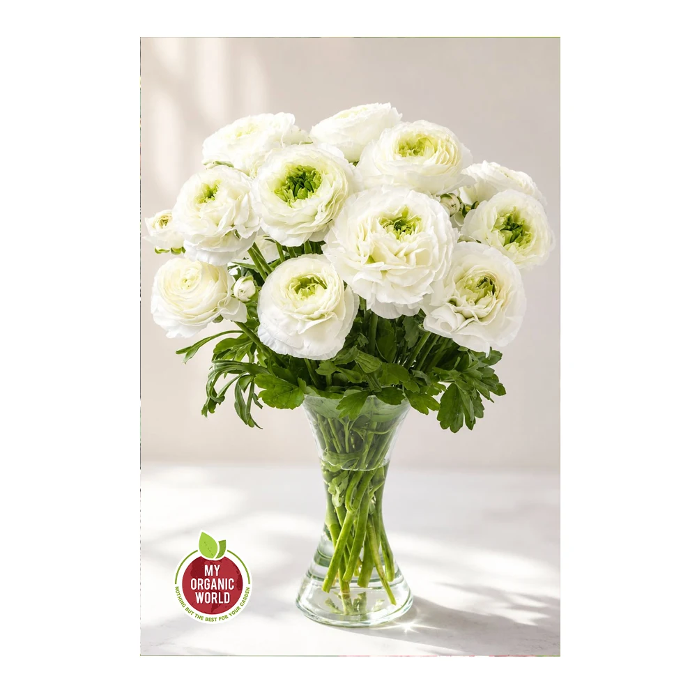 Ranunculus Romance Montenvers®