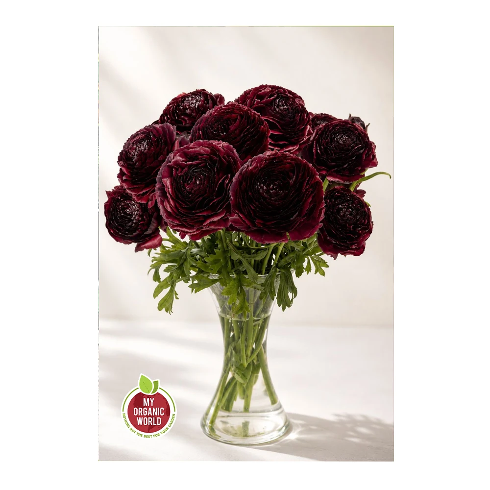 Ranunculus Romance Perigord®