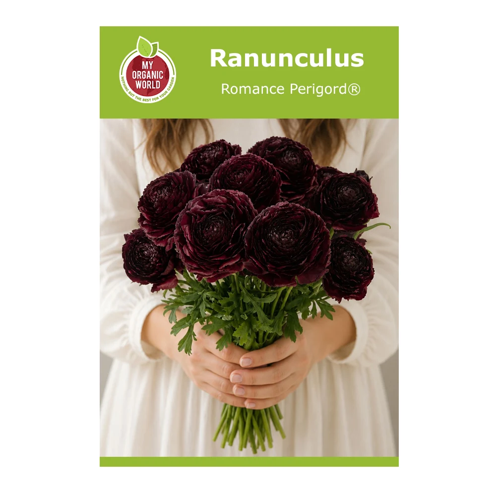 Ranunculus Romance Perigord® 1 Ranunculus Romance Perigord®
