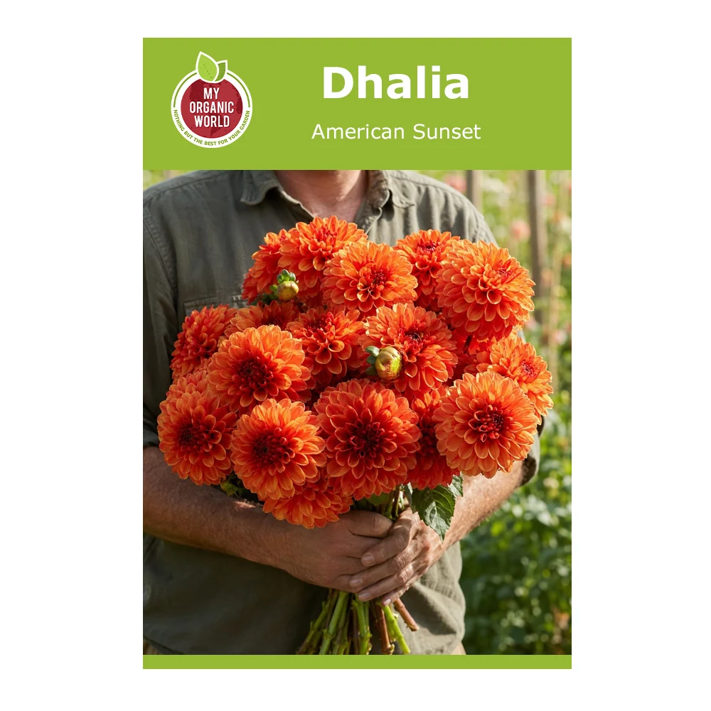 Dahlia American Sunset