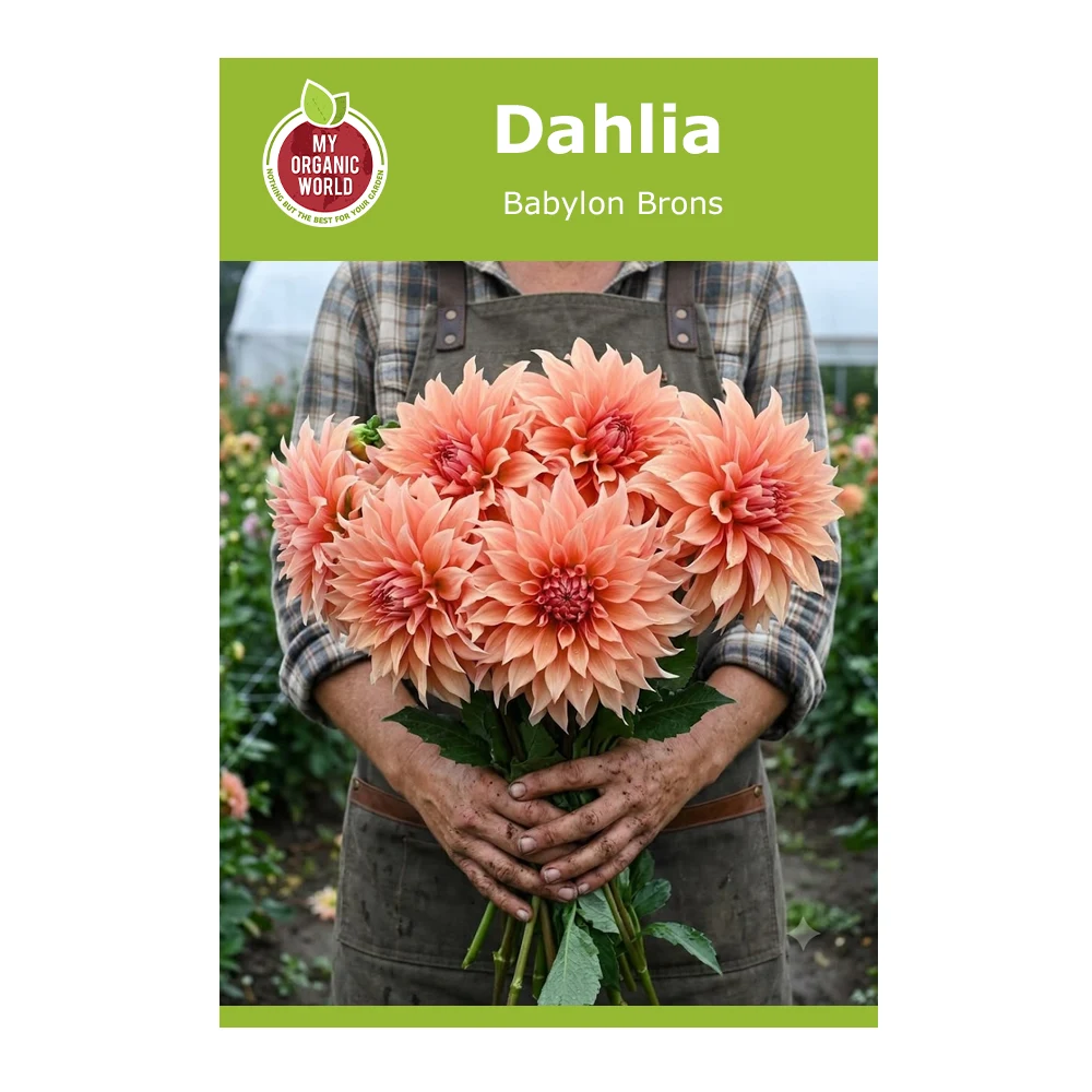 Dahlia Babylon Brons