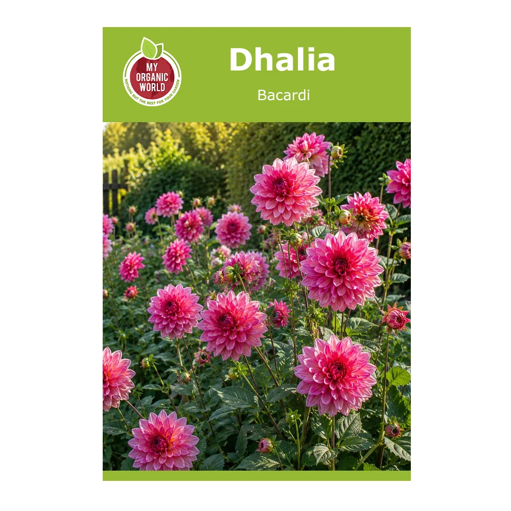 Dahlia Bacardi 1 Dahlia Bacardi