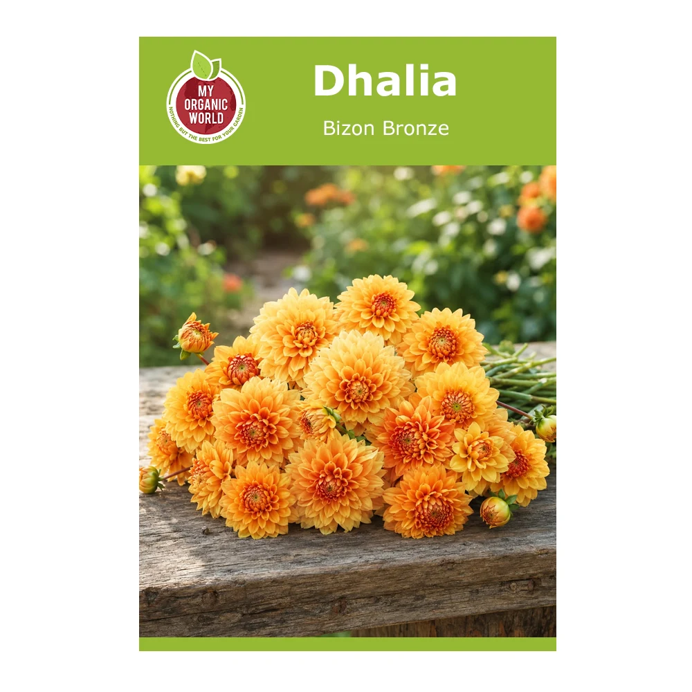 Dahlia Bizon Bronze 1 Dahlia Bizon Bronze