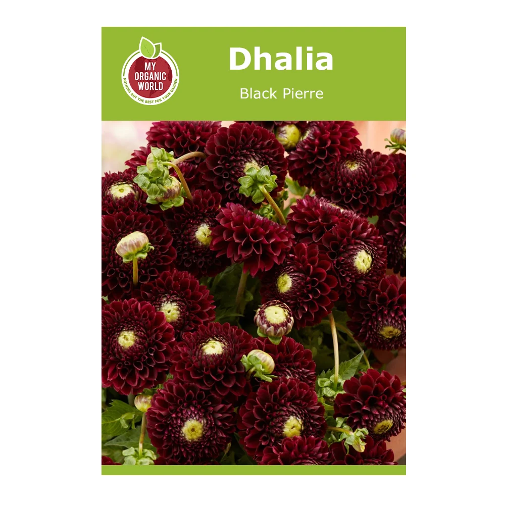 Dahlia Black Pierre