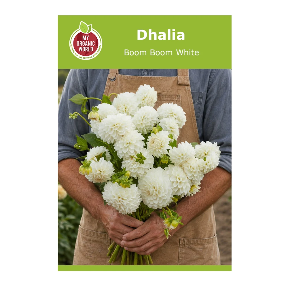 Dahlia Boom Boom White 1 Dahlia Boom Boom White